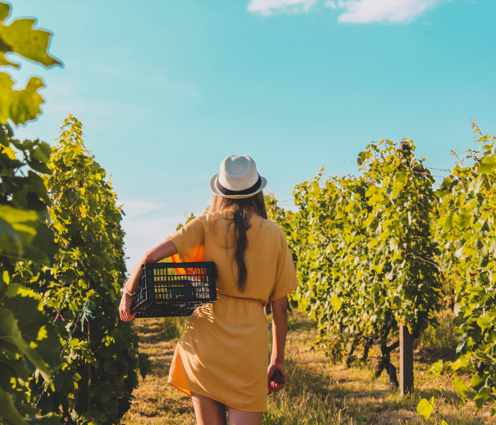 A young person walking through a vineyard with a basket in wine tasting tours in new york