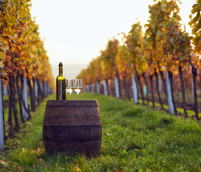 A table set with wine bottles and glasses in a vineyard