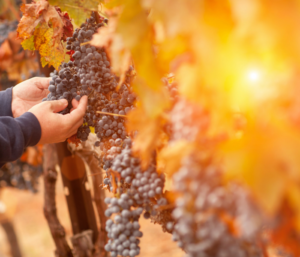 Person holding grapes in a vineyard in NY travel limo