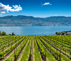 vineyard landscape for the best wine tours