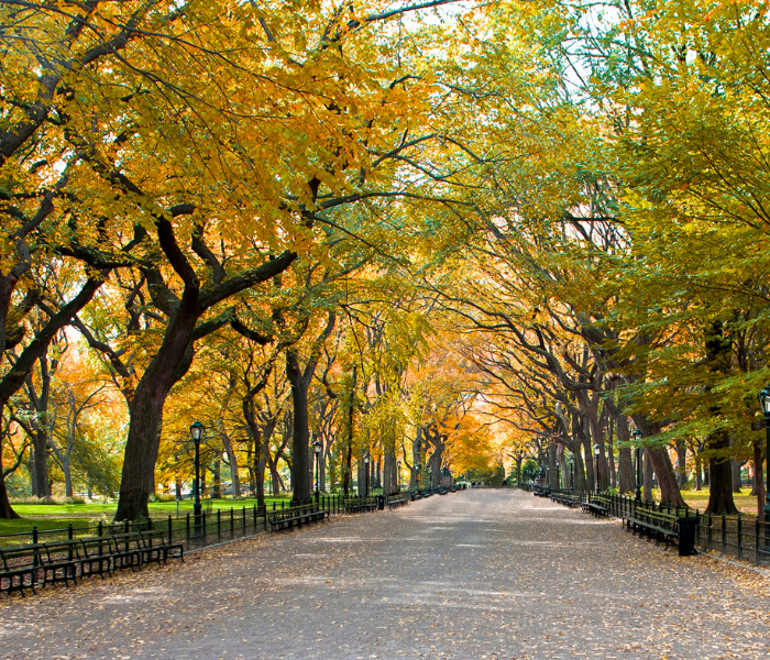 central park ny travel limo new york