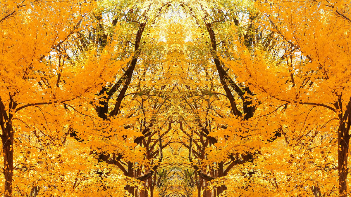 Best October Events in NYC & How to Get There in a Mercedes-Benz Sprinter Van
